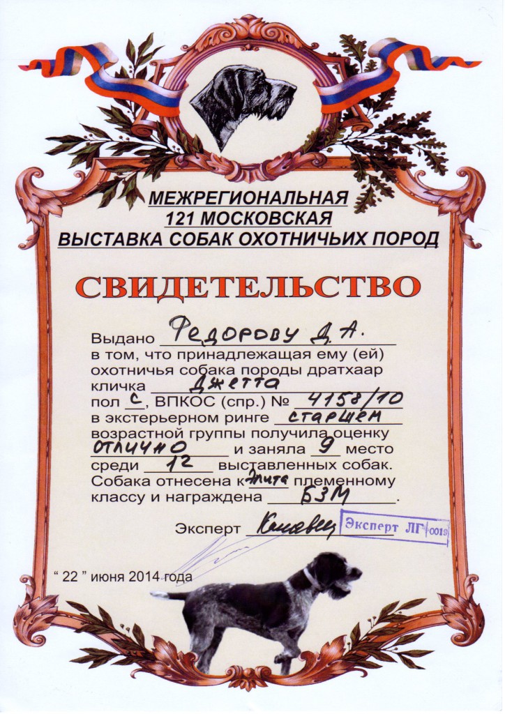 121-я Московская областная выставка охотничьих собак_Джетта